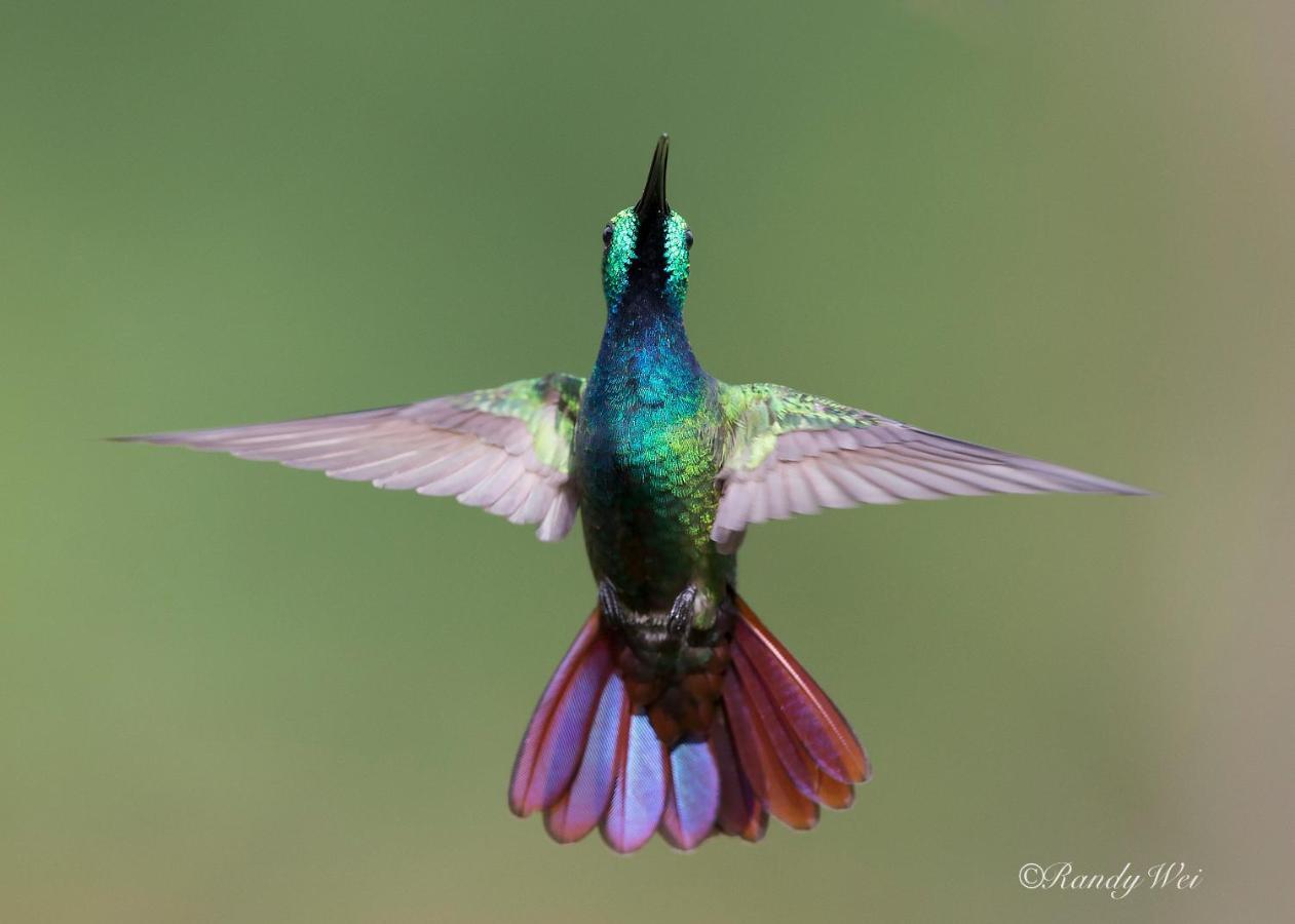 Arte De Plumas Birding Lodge Картаго Екстериор снимка