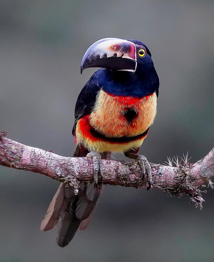 Arte De Plumas Birding Lodge Картаго Екстериор снимка