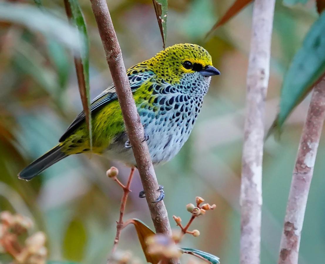 Arte De Plumas Birding Lodge Картаго Екстериор снимка