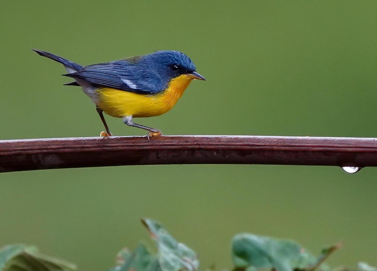 Arte De Plumas Birding Lodge Картаго Екстериор снимка