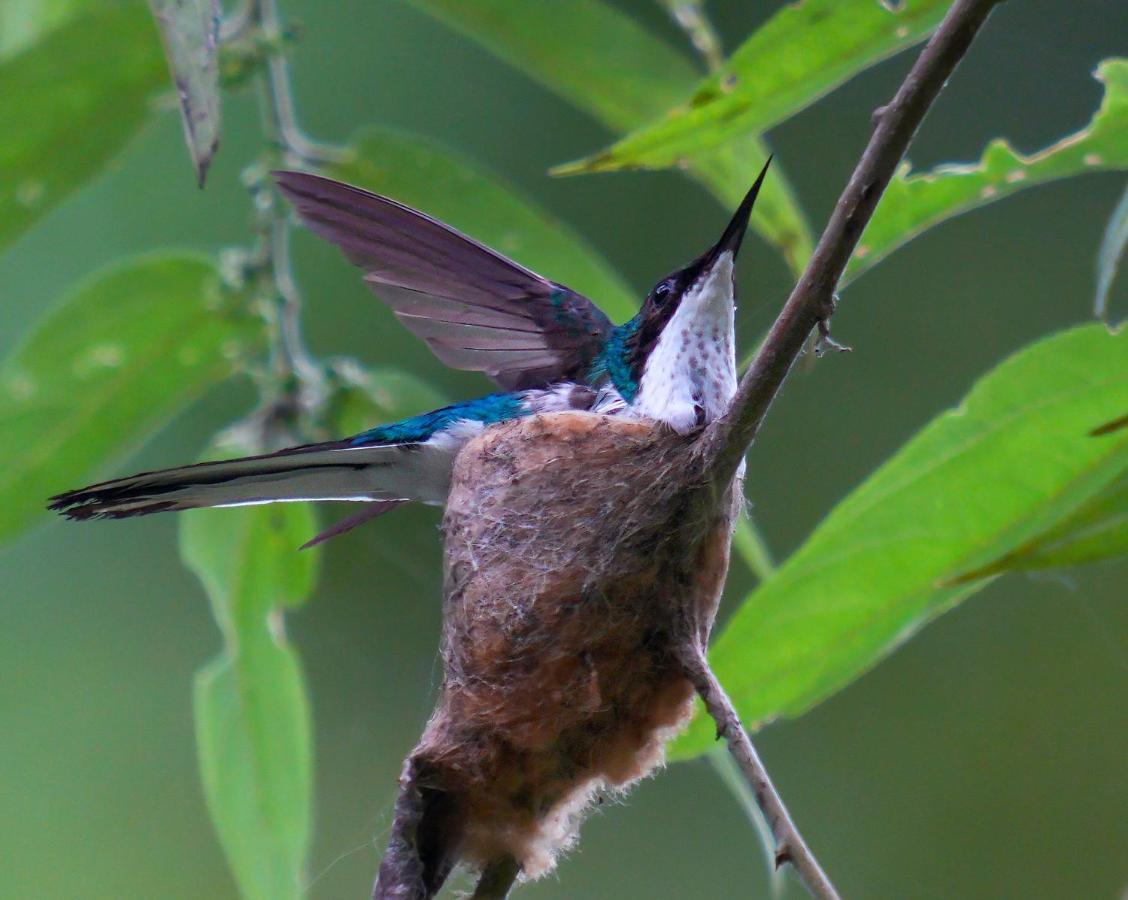 Arte De Plumas Birding Lodge Картаго Екстериор снимка