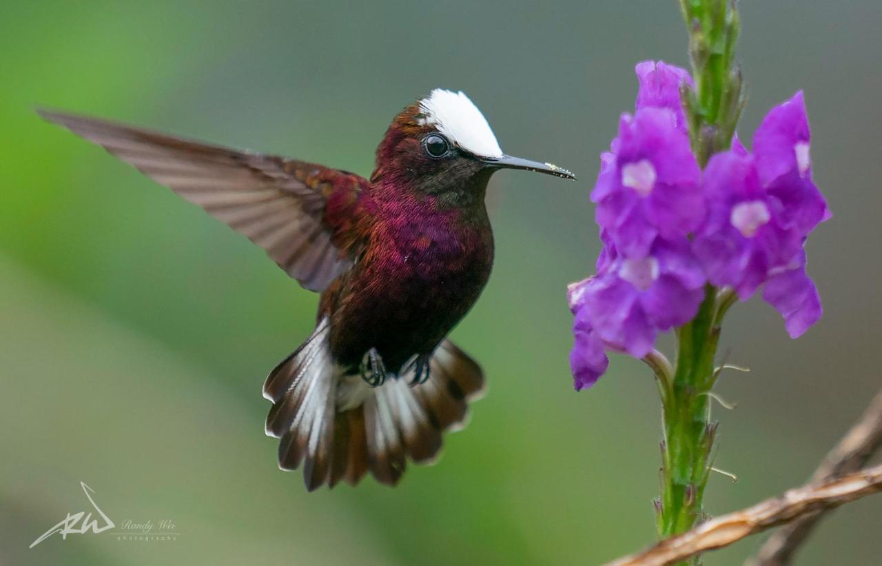 Arte De Plumas Birding Lodge Картаго Екстериор снимка