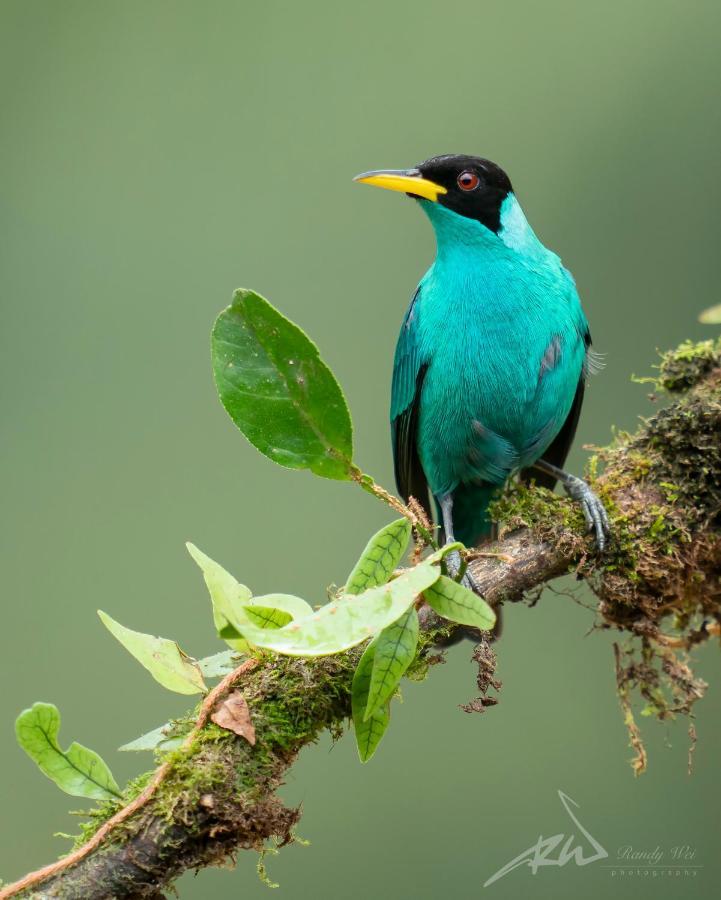 Arte De Plumas Birding Lodge Картаго Екстериор снимка