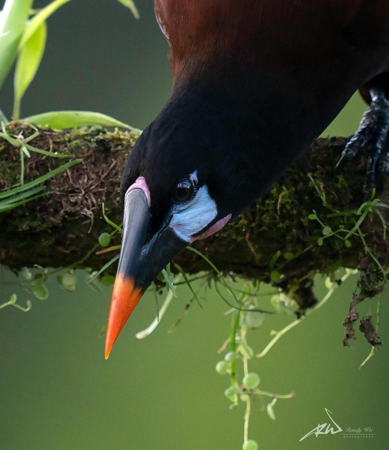 Arte De Plumas Birding Lodge Картаго Екстериор снимка