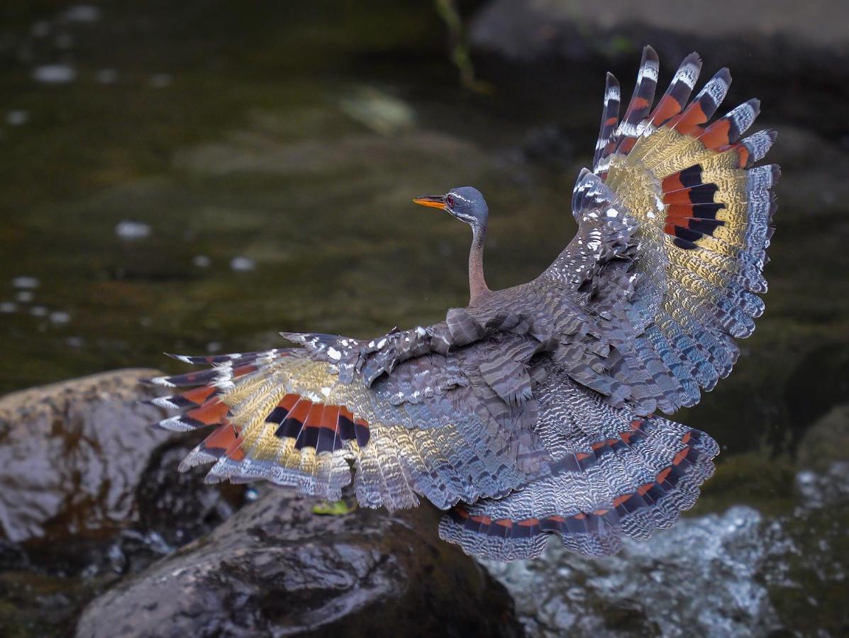 Arte De Plumas Birding Lodge Картаго Екстериор снимка