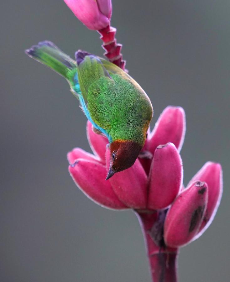 Arte De Plumas Birding Lodge Картаго Екстериор снимка