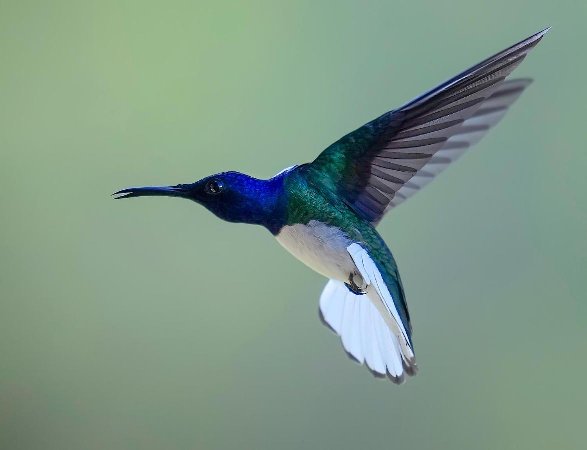 Arte De Plumas Birding Lodge Картаго Екстериор снимка