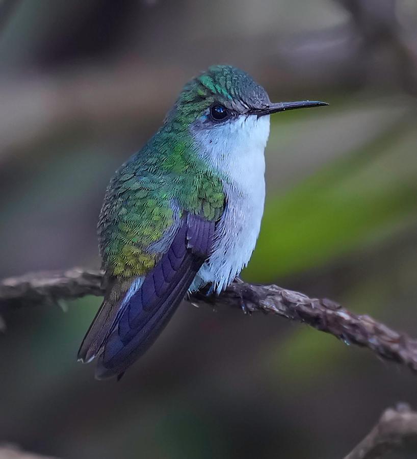 Arte De Plumas Birding Lodge Картаго Екстериор снимка