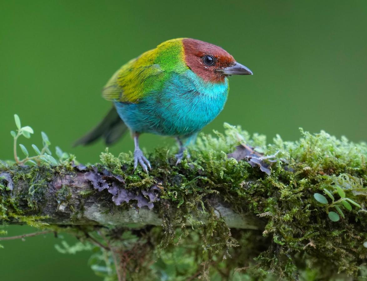 Arte De Plumas Birding Lodge Картаго Екстериор снимка