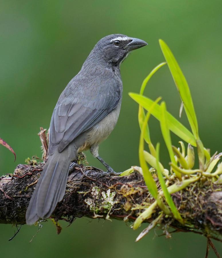 Arte De Plumas Birding Lodge Картаго Екстериор снимка