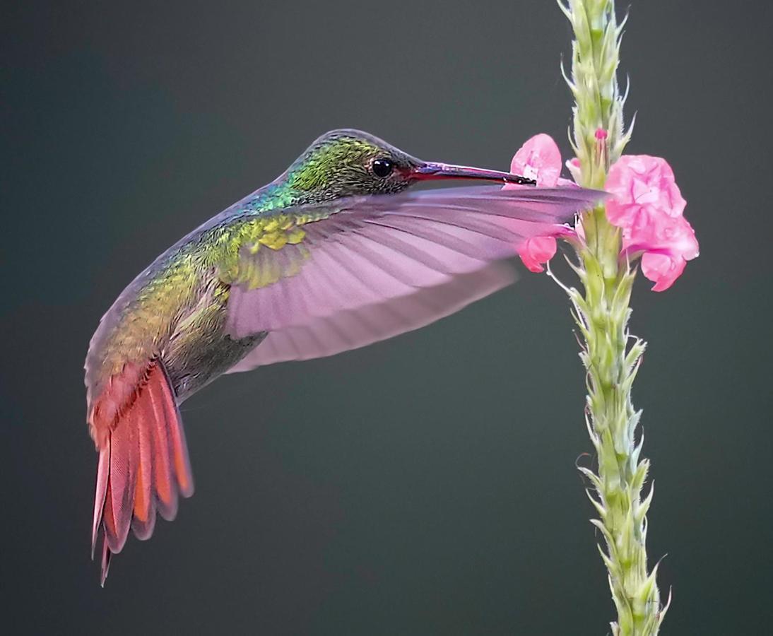 Arte De Plumas Birding Lodge Картаго Екстериор снимка