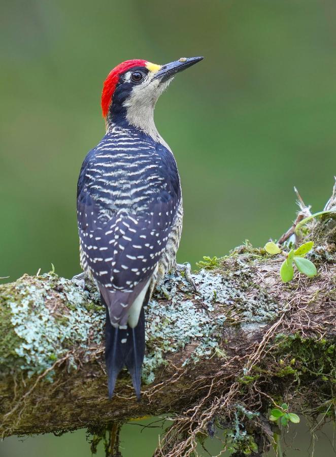 Arte De Plumas Birding Lodge Картаго Екстериор снимка